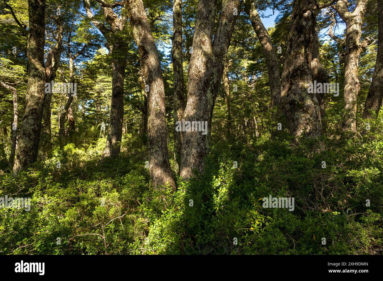 Forest, dans le sud du Chili dans la région de l'Auraucania Banque D'Images