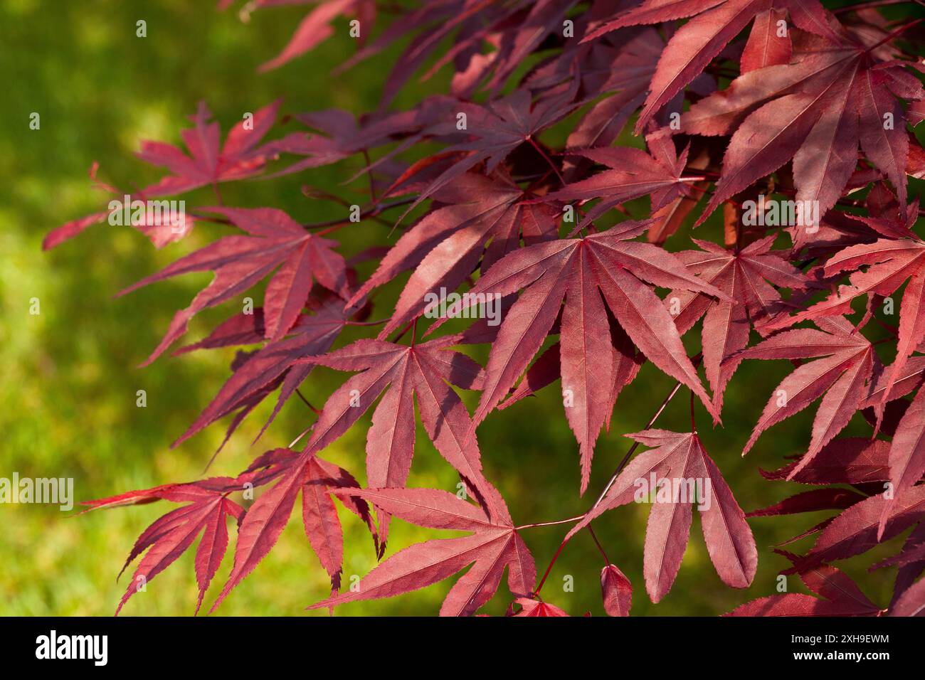 Feuilles dentelées arbre Banque de photographies et d’images à haute — free download