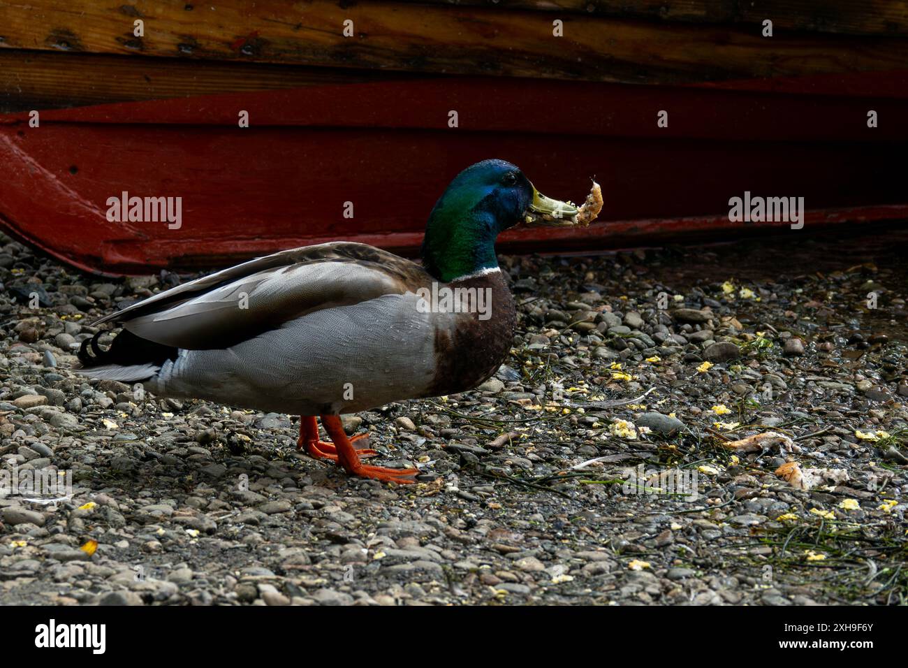 Canard colvert debout sur une rive de gravier, la tête inclinée vers l'arrière pendant qu'il mange de la chapelure. Les canards tête verte et plumes brunes sont visibles. Banque D'Images