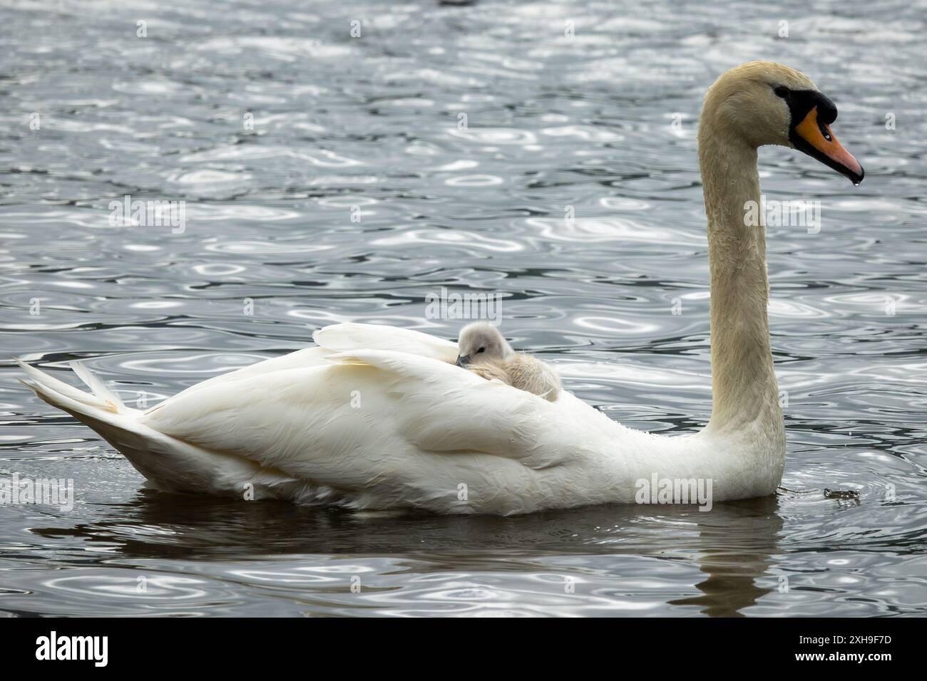 Un cygne blanc avec un long cou élégant nage. Il protège son cygnet, un jeune cygne, sous ses ailes Banque D'Images