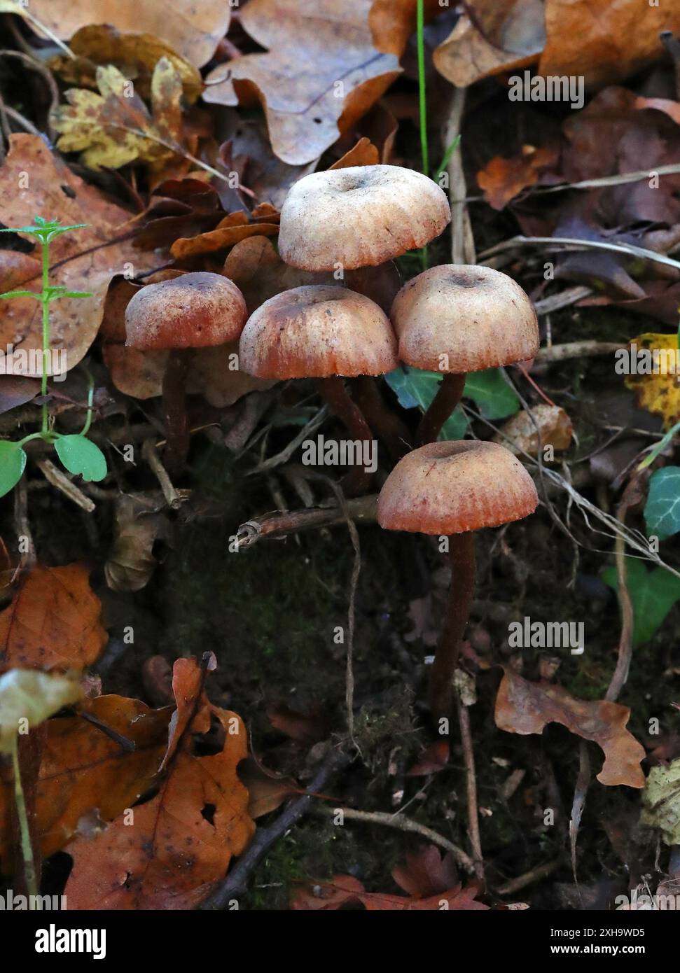 Le Deceiver, Laccaria laccata, Hydnangiaceae. Un champignon boisé. Banque D'Images