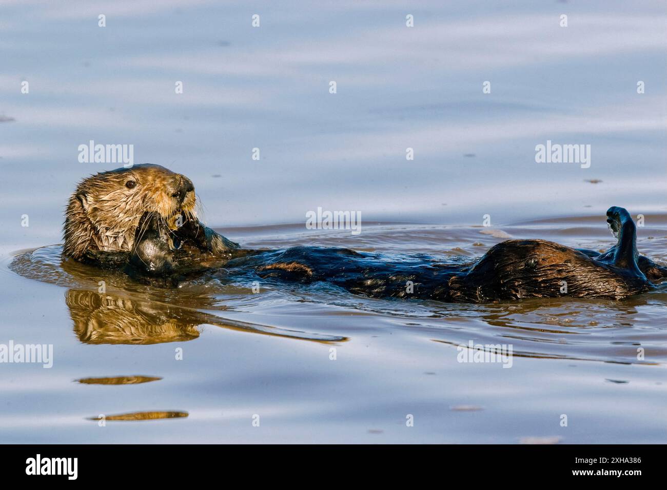 Loutre de mer du Sud, Enhydra lutris nereis, toilettage, Monterey Bay National Marine Sanctuary, Monterey Bay, Californie, États-Unis, Océan Pacifique Banque D'Images