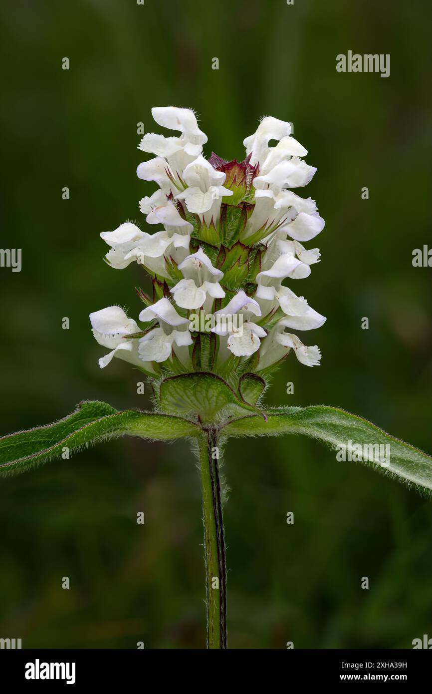 Selfheal à feuilles coupées - Prunella laciniata, gros plan avec fond diffus Banque D'Images