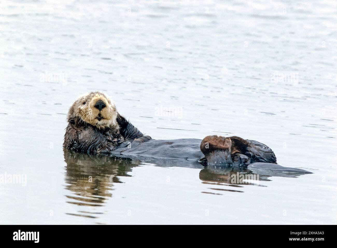 Loutre de mer du Sud, Enhydra lutris nereis, toilettage, Monterey Bay National Marine Sanctuary, Monterey Bay, Californie, États-Unis, Océan Pacifique Banque D'Images
