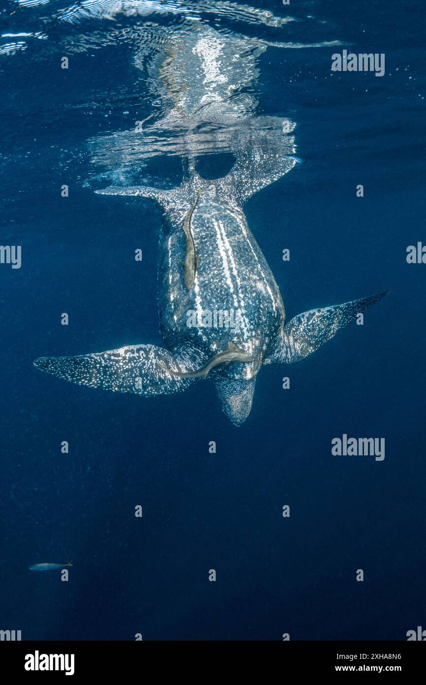 Tortue luth (Dermochelys coriacea), avec remords (Remora sp.), îles Kai ou Kei, îles Maluku ou Moluques, Indonésie, mer de Banda Banque D'Images