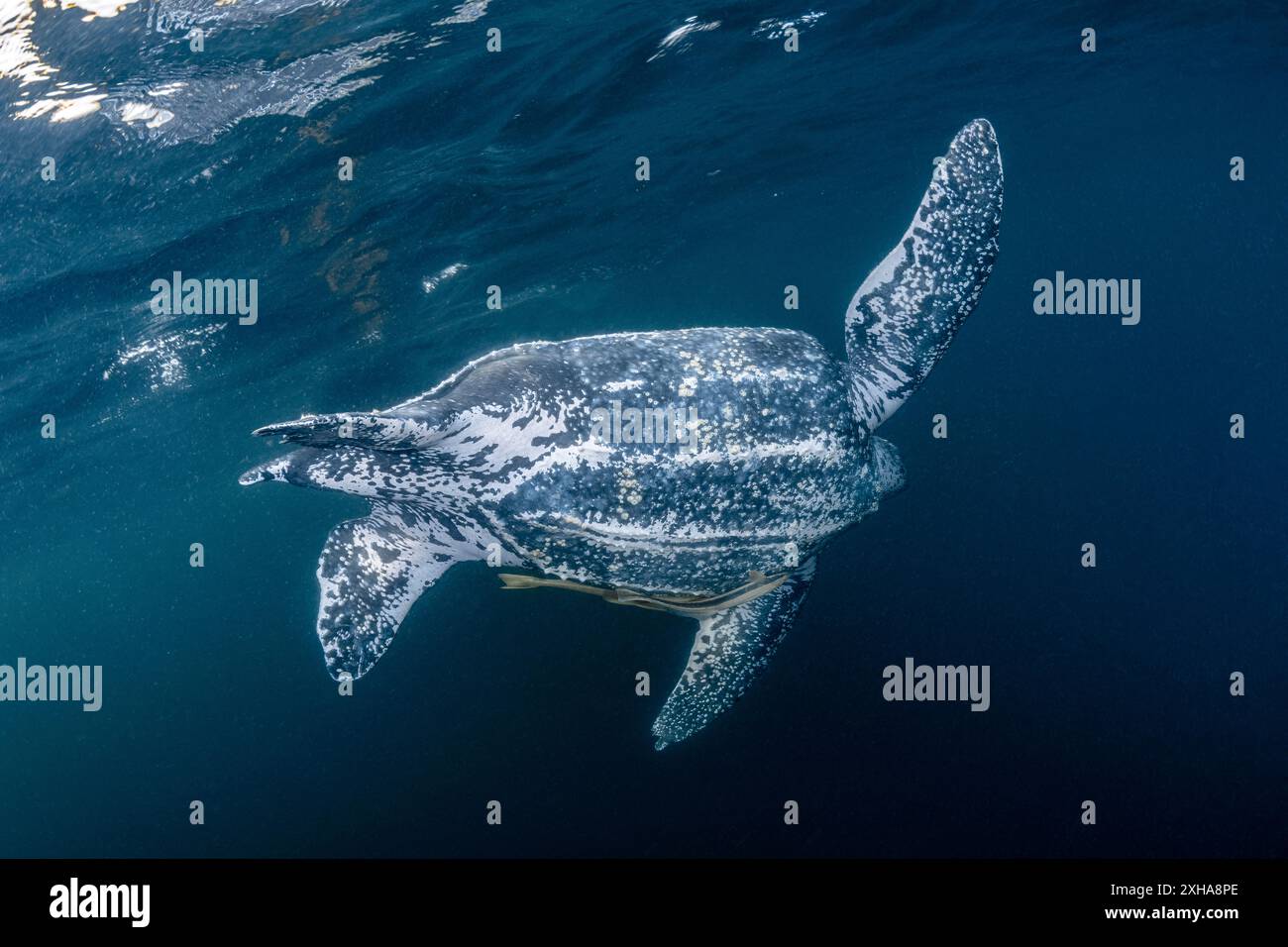 Tortue luth (Dermochelys coriacea), avec remords (Remora sp.), îles Kai ou Kei, îles Maluku ou Moluques, Indonésie, mer de Banda Banque D'Images