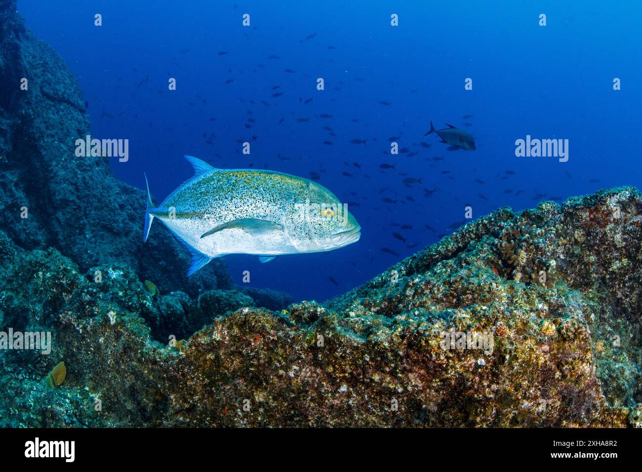 Trevally rouge, Caranx melampygus, Socorro, îles Revillagigedo, archipel de Revillagigedo, Mexique, Océan Pacifique Banque D'Images