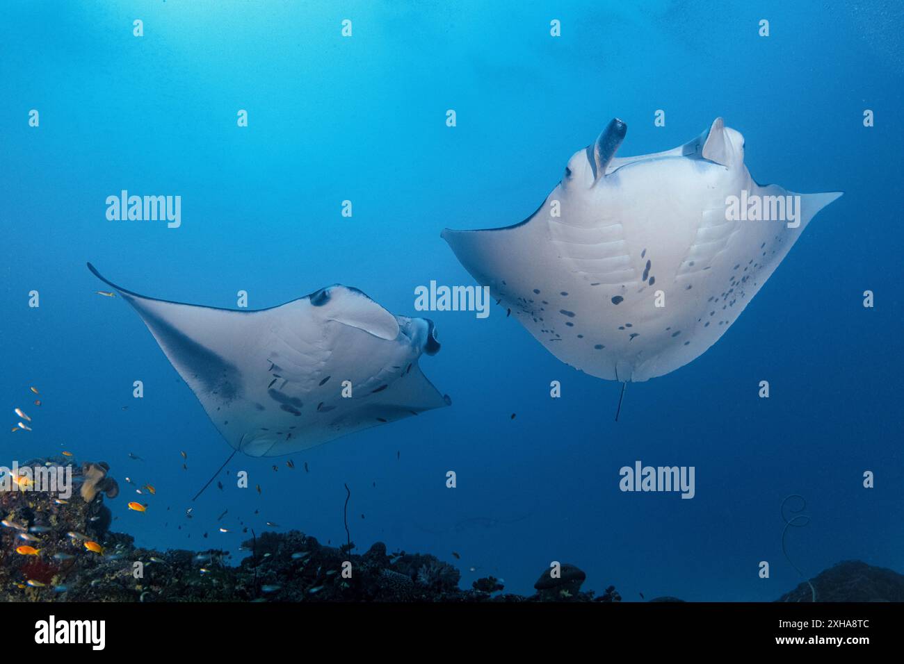 Raie manta du récif, Mobula alfredi, visite d'une station de nettoyage, atoll de Baa, Maldives, Océan Indien Banque D'Images