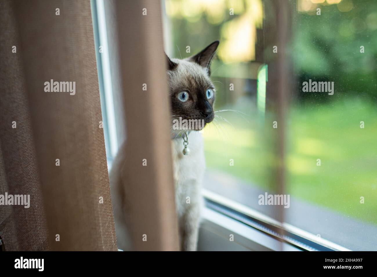 Curieux chat siamois sur le rebord de la fenêtre. Gros plan photo. Photo de haute qualité Banque D'Images