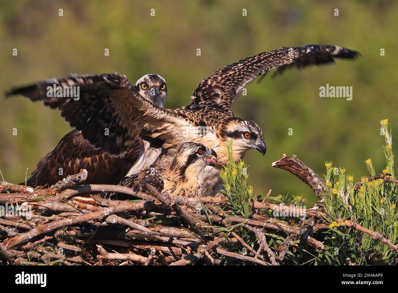 Famille Osprey dans le nid, Québec, Canada Banque D'Images