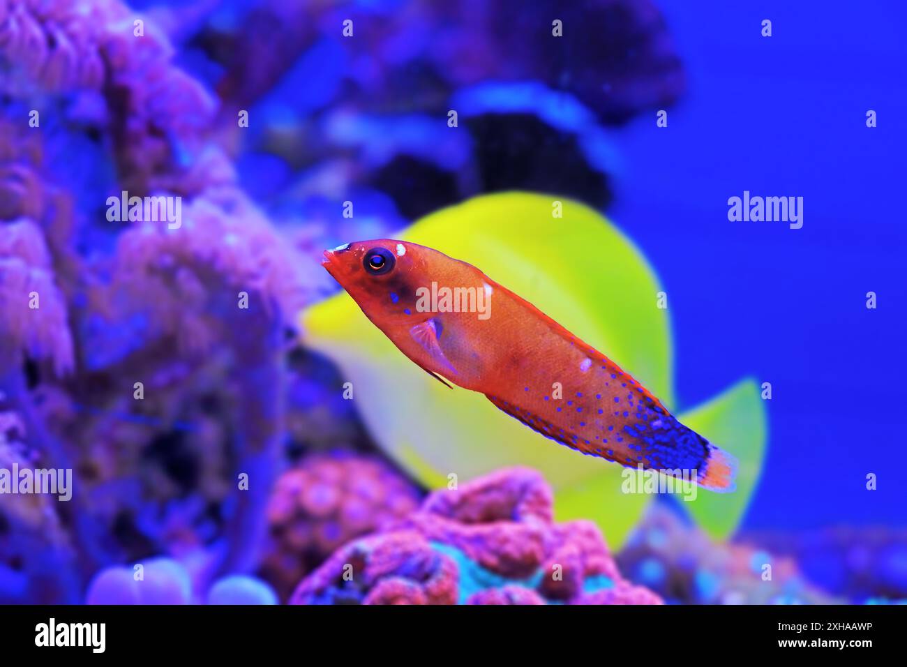 Red Coris Wrasse - (coris gaimard) Banque D'Images