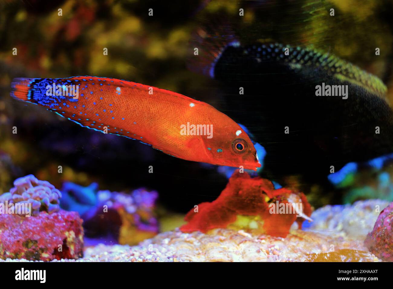 Red Coris Wrasse - (coris gaimard) Banque D'Images