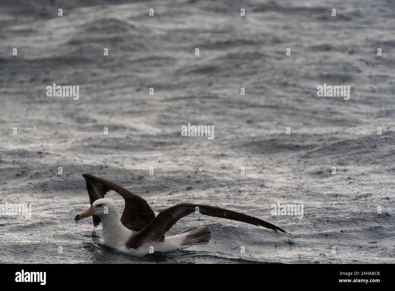 Oiseau d'Albatros assis dans l'océan flottant jour de pluie Banque D'Images