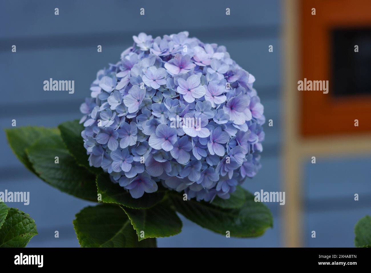 fleurs d'hortensia, belles fleurs bleues, blanches, violettes. Banque D'Images