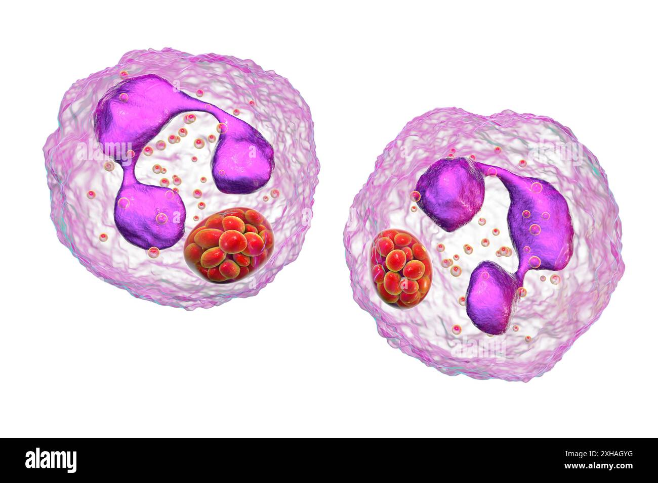 Illustration de Anaplasma sp. bactéries infectant les neutrophiles. Anaplasma phagocytophilum provoque une anaplasmose granulocytaire humaine transmise par la tique à pattes noires et la tique de mouton. Banque D'Images