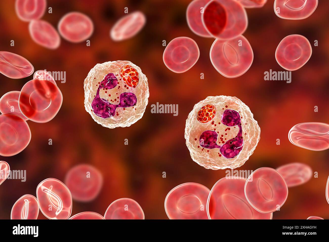 Illustration de Anaplasma sp. bactéries infectant les neutrophiles. Anaplasma phagocytophilum provoque une anaplasmose granulocytaire humaine transmise par la tique à pattes noires et la tique de mouton. Banque D'Images