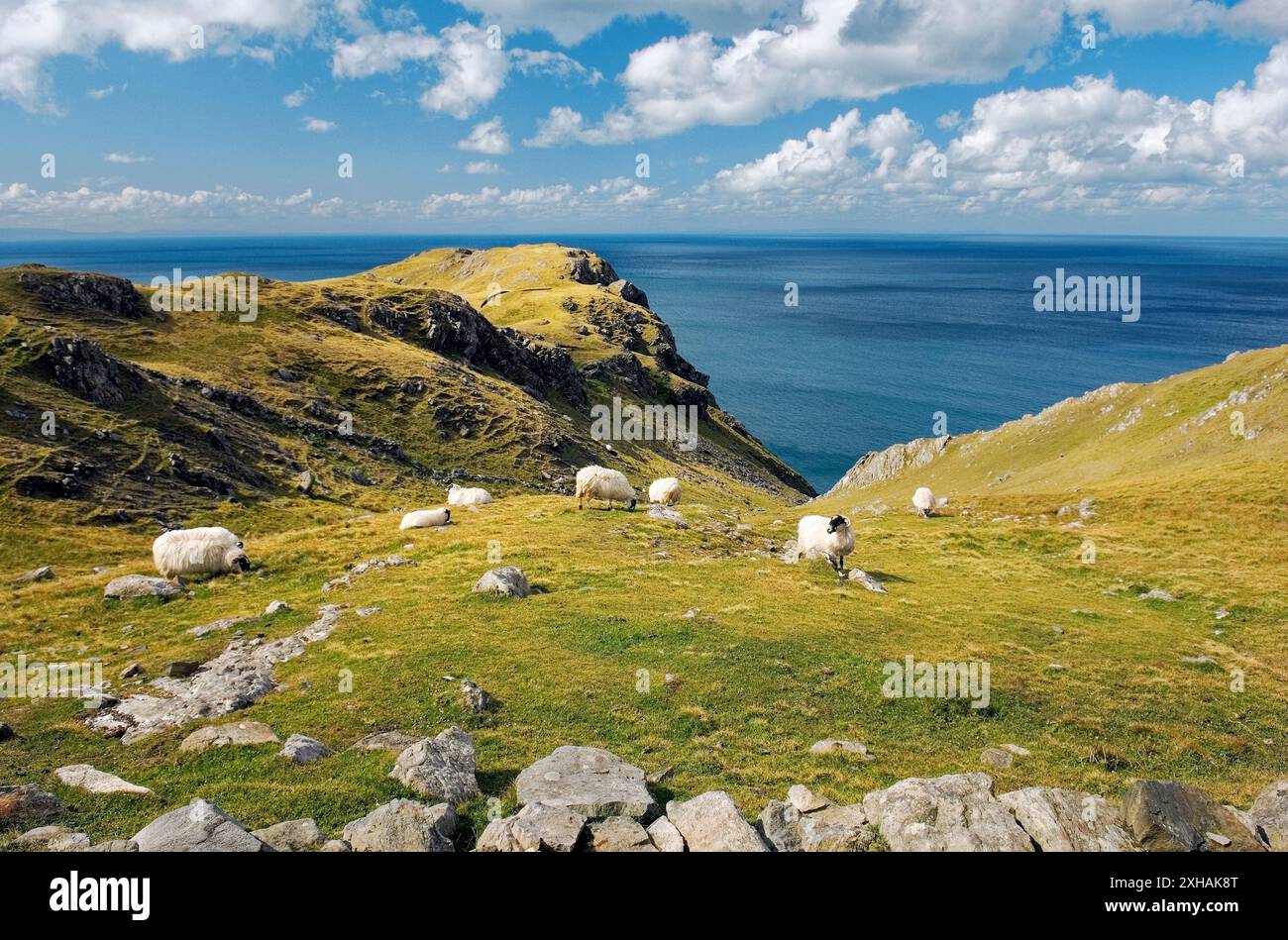 Les moutons paissent haut au-dessus de l'Atlantique sur les falaises de Slieve League à l'ouest de Killybegs dans le sud-ouest de Donegal. Irlande Banque D'Images
