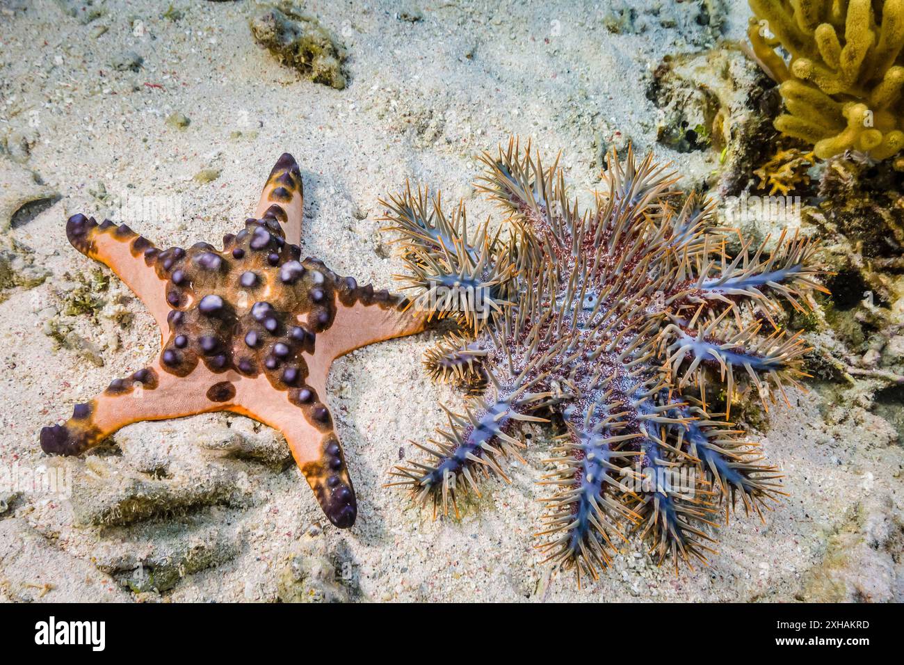 Étoile de mer cornée ou étoile de mer aux pépites de chocolat, Protoreaster nodosus (à gauche) et étoile de mer à couronne d'épines, Acanthaster planci (à droite), île de Sebayur, KOM Banque D'Images