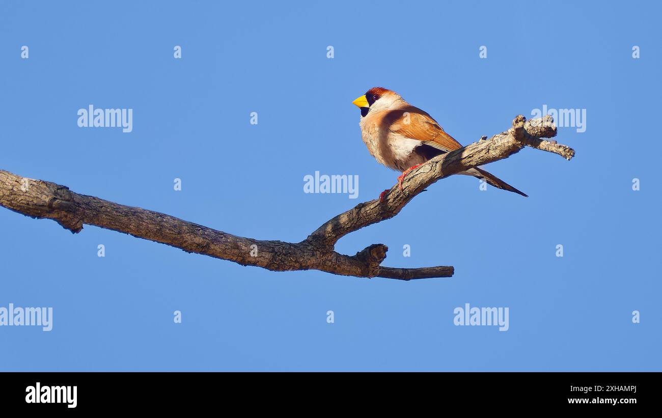 Sous-espèce de finlandais masqué à oreilles blanches (Poephila personata leucotis) perchée sur une branche avec un ciel bleu près de Georgetown, Queensland, Australie Banque D'Images