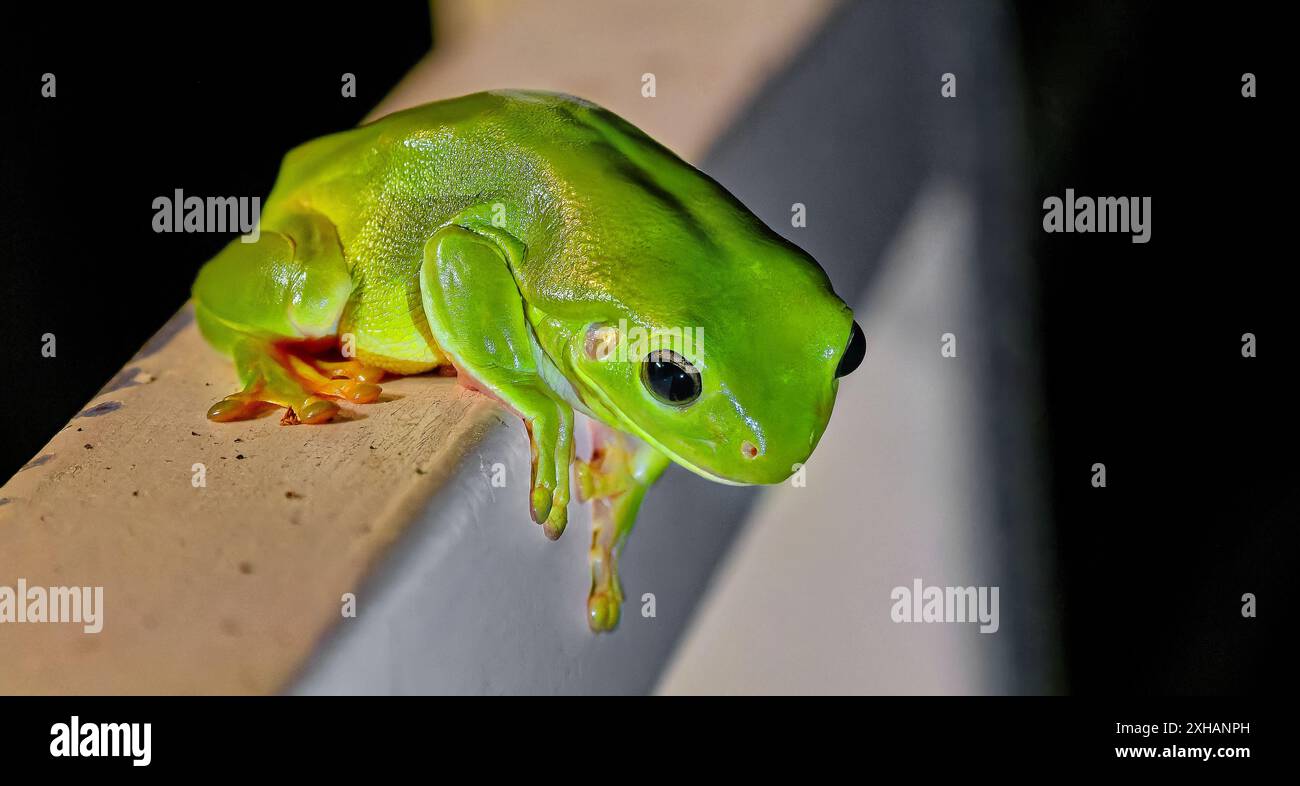 Grenouille arboricole verte australienne (Ranoidea caerulea/Litoria caerulea) la nuit à la lumière d'une torche sur une rampe de maison, Burketown, Queensland, Australie Banque D'Images