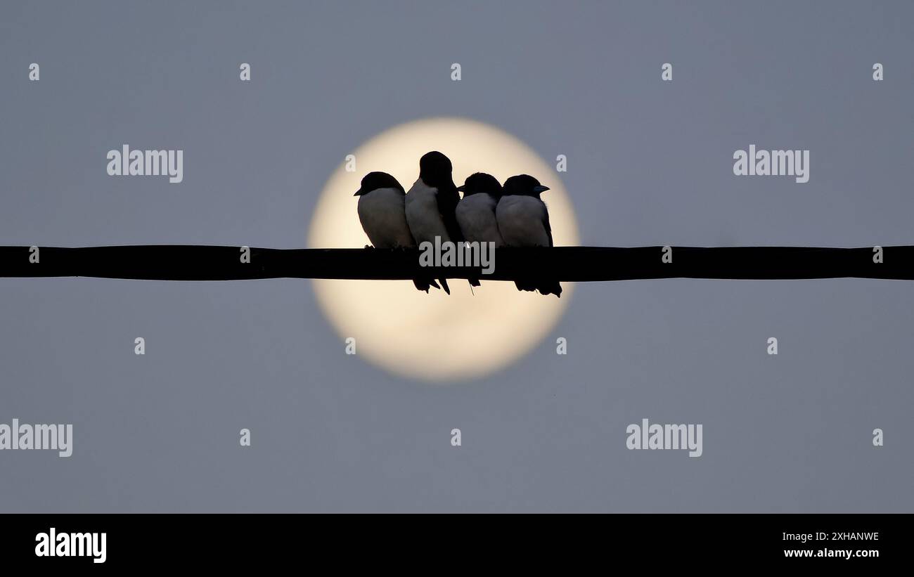 Un groupe d'hirondelles blanches (Artamus leucorynchus) perché blotti sur un fil électrique la nuit avec la lune à Burketown, Queensland, Australie Banque D'Images