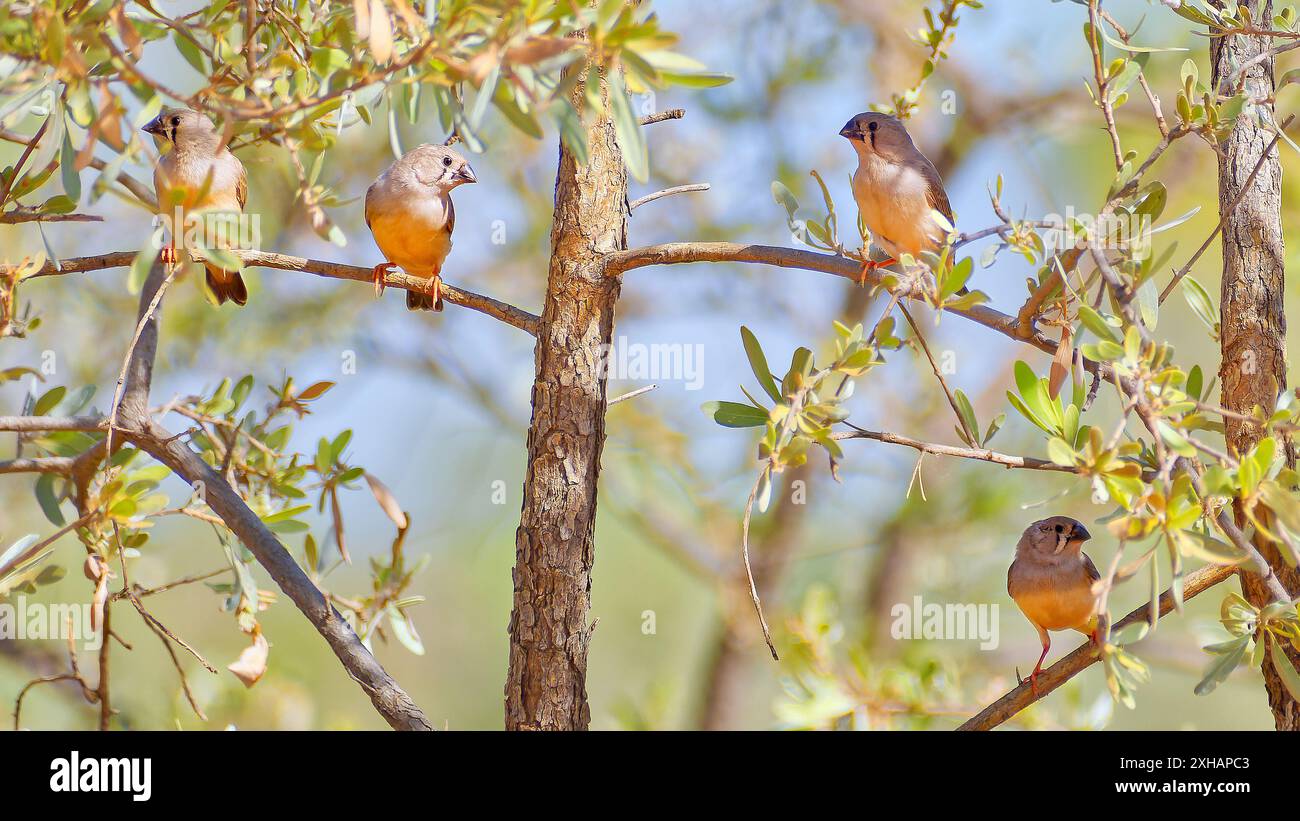 Groupe de pinsons zébrés australiens immatures (Taeniopygia castanotis) perché dans un arbre par jour ensoleillé avec des brindilles de feuilles à Burketown, Queensland, Australie Banque D'Images