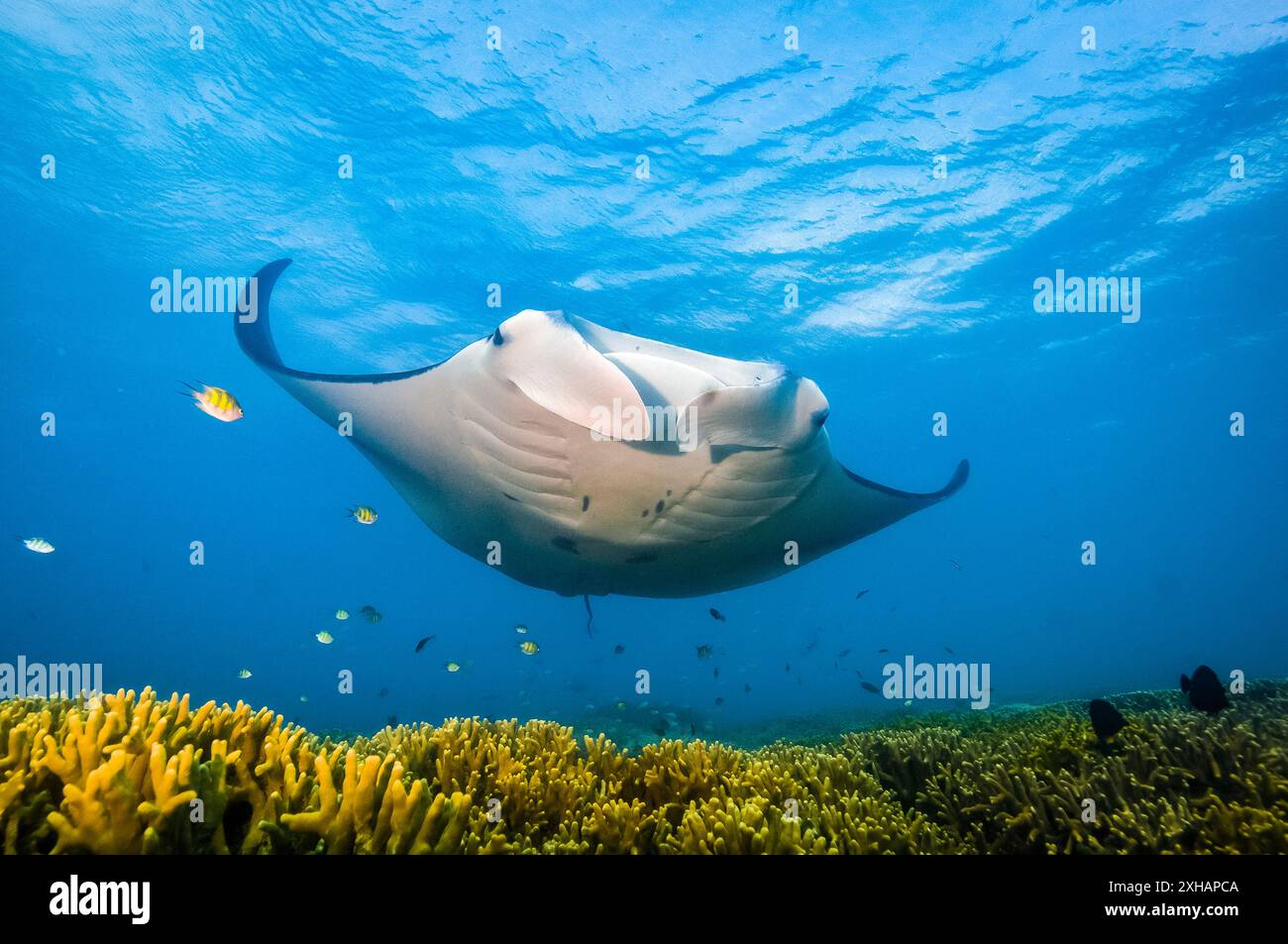 Raie manta du récif, Mobula alfredi, se faire nettoyer par les poissons du récif à la station de nettoyage, Yap, Micronésie, Océan Pacifique Banque D'Images