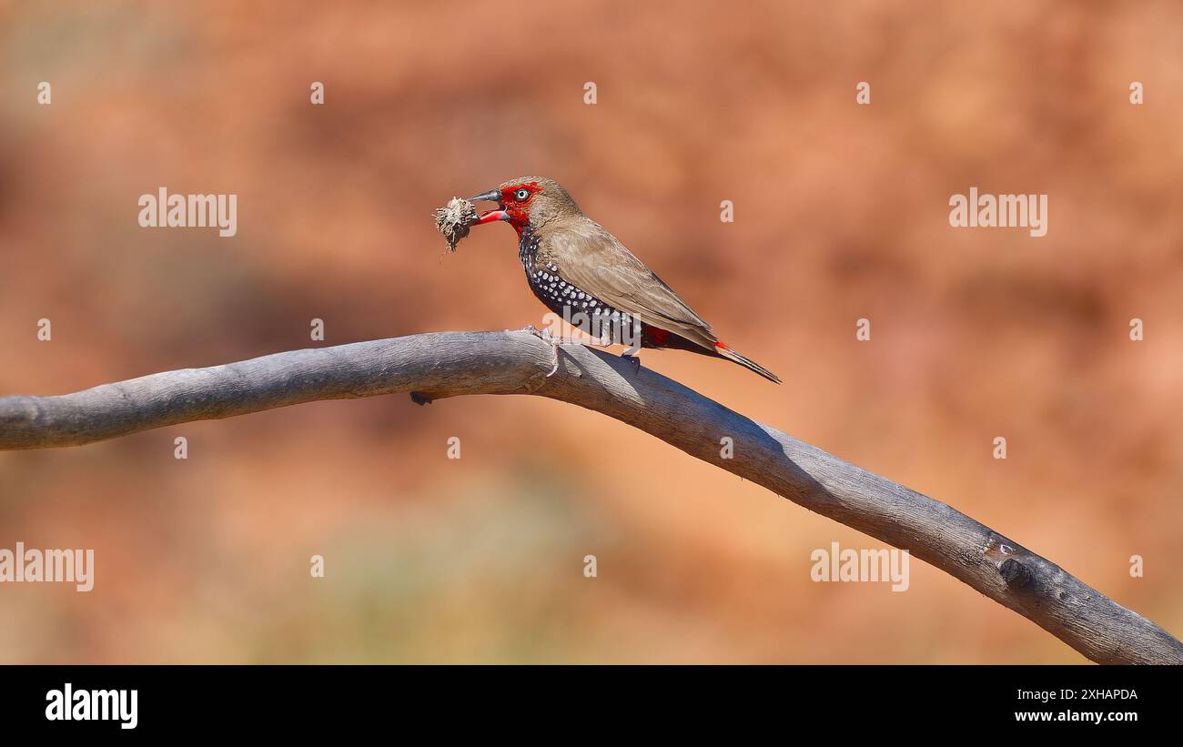 Un finch peint (Emblema pictum) avec du matériel de nidification dans son bec perché sur une branche en plein soleil, Mount Isa Queensland, Australie Banque D'Images