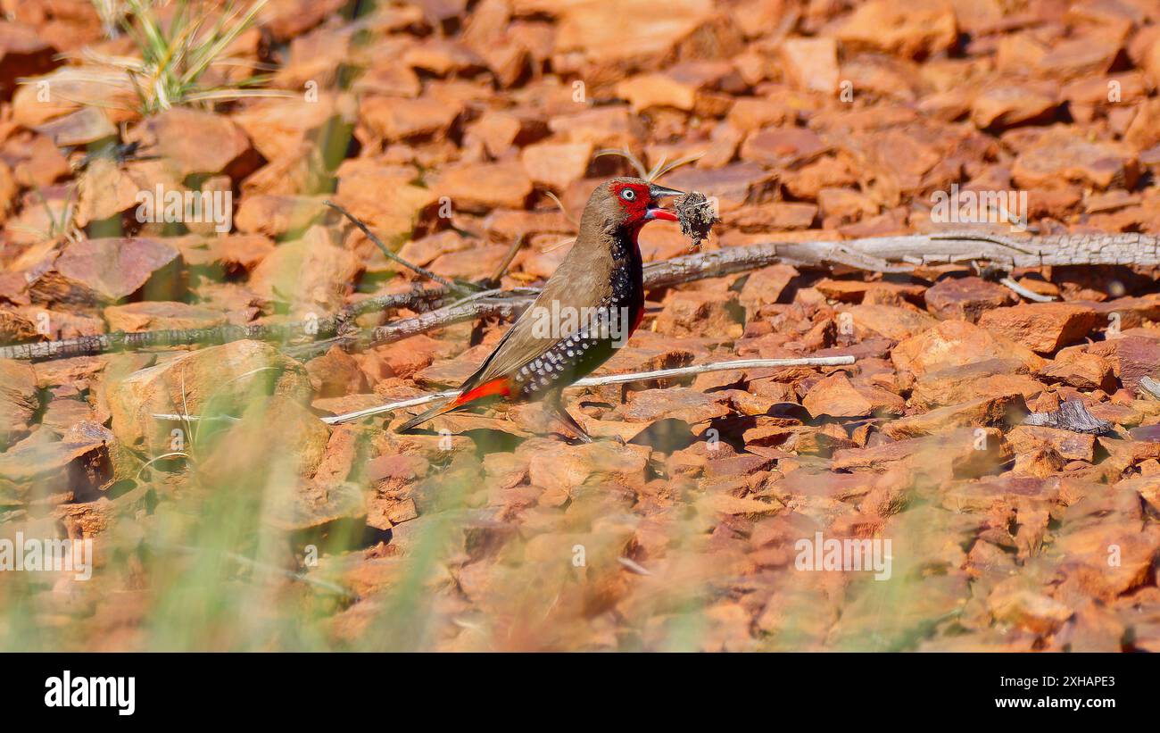Un finlandais peint (Emblema pictum) avec du matériel de nidification dans son bec sous le soleil chaud dans le désert de roche de gibber rouge, Mount Isa Queensland, Australie Banque D'Images