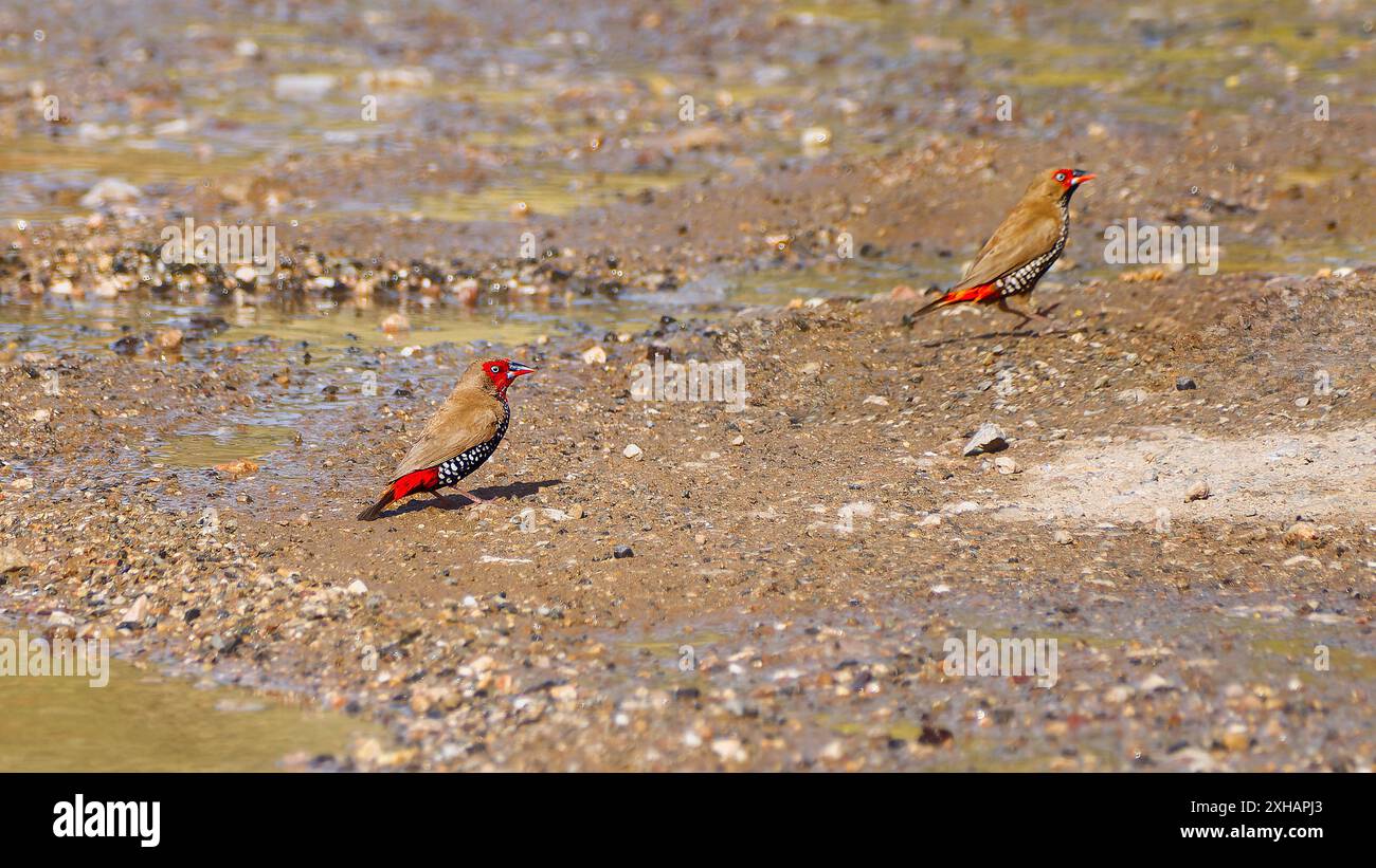 Une paire de finch peint adulte (Emblema pictum) sur une route chaude au soleil avec des piscines d'eau à Mount Isa Queensland, Australie Banque D'Images