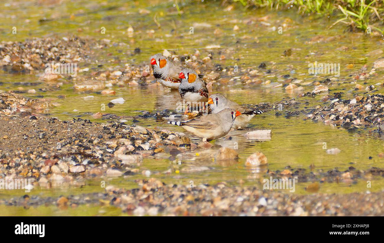 Un groupe de quatre finlandais zébrés australiens (Taeniopygia castanotis) mâles et femelles buvant dans une petite piscine du mont Isa, Queensland, Australie Banque D'Images