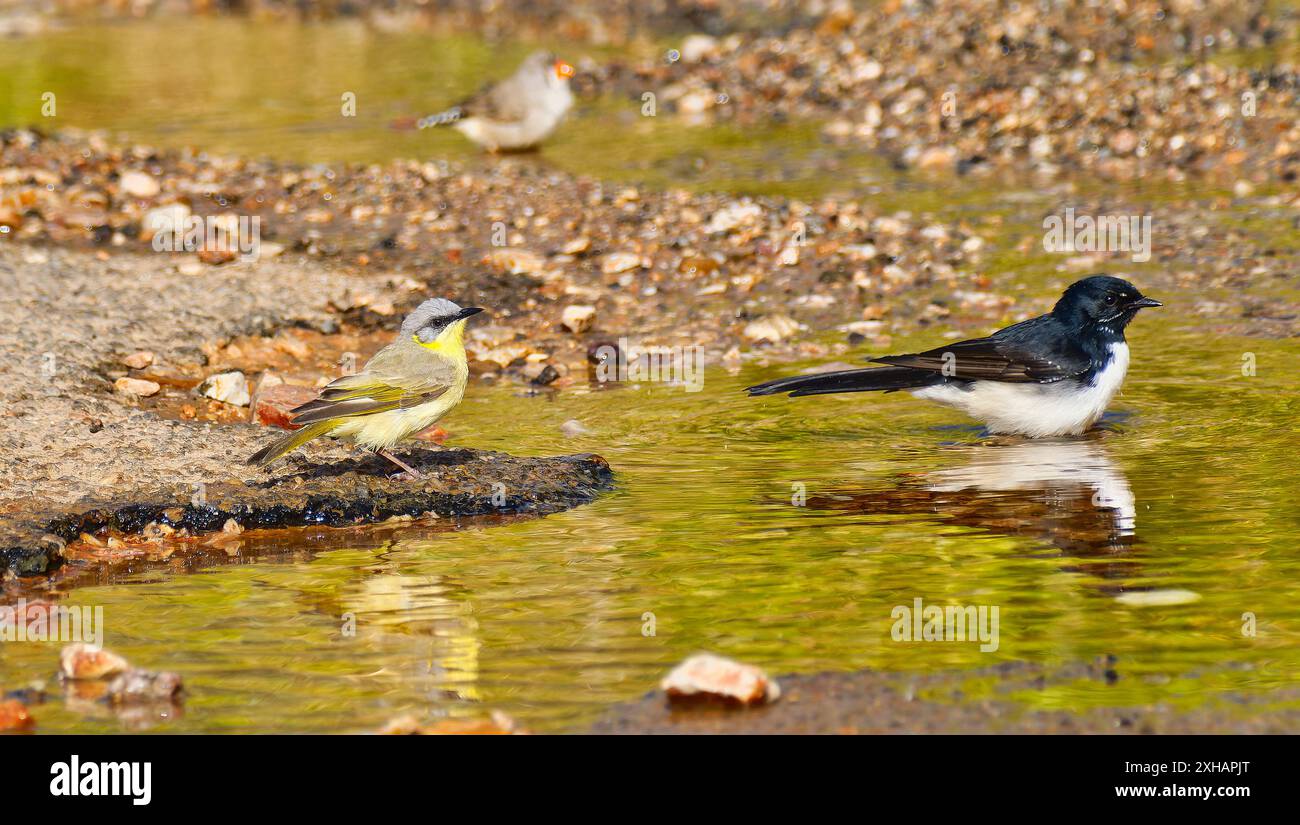 Honeyeater à fronts gris, Willy Wagtail et Zebra finch boivent dans un étang sur une route au soleil avec des reflets à Mount Isa, Queensland, Australie Banque D'Images