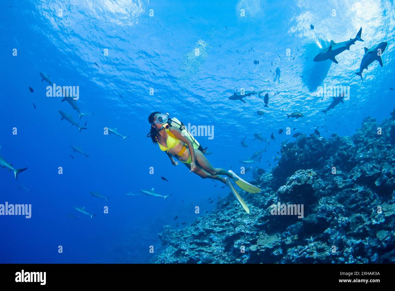 Requin gris de récif, Carcharhinus amblyrhynchos, Yap, Micronésie, Océan Pacifique Banque D'Images