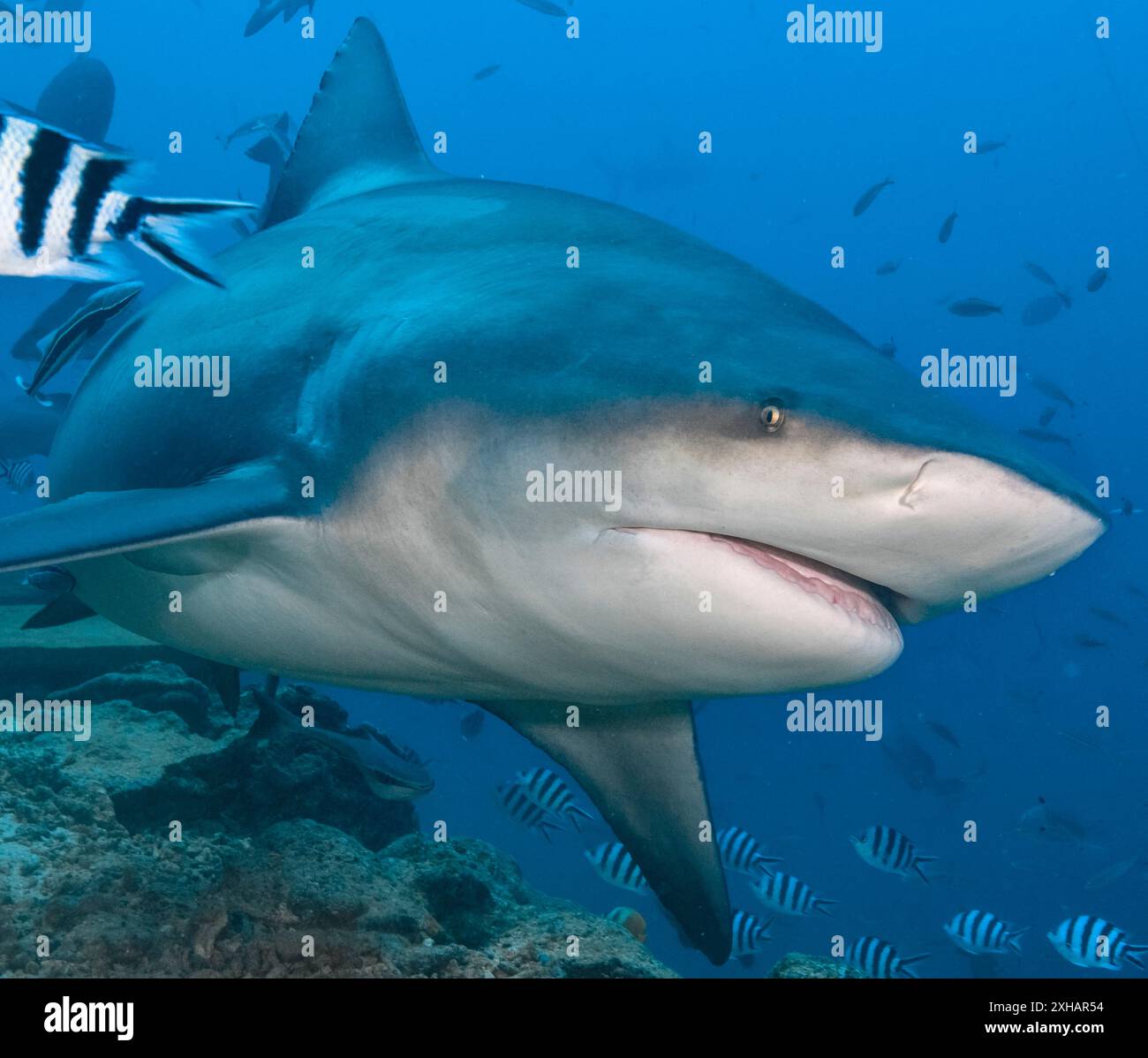 Requin taureau, Carcharhinus leucas, lagune de Beqa, Fidji, océan Pacifique Sud Banque D'Images