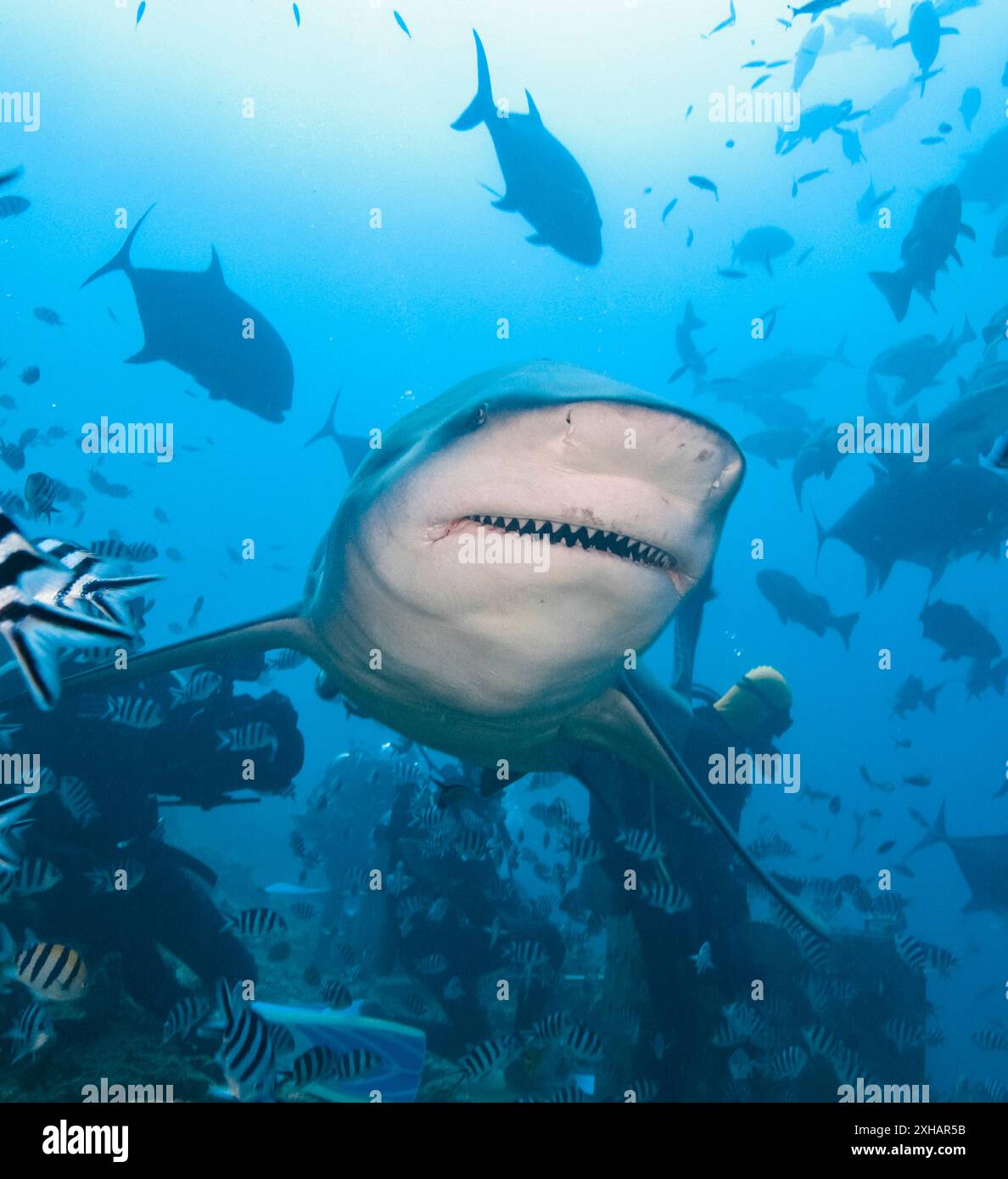 Requin taureau, Carcharhinus leucas, lagune de Beqa, Fidji, océan Pacifique Sud Banque D'Images