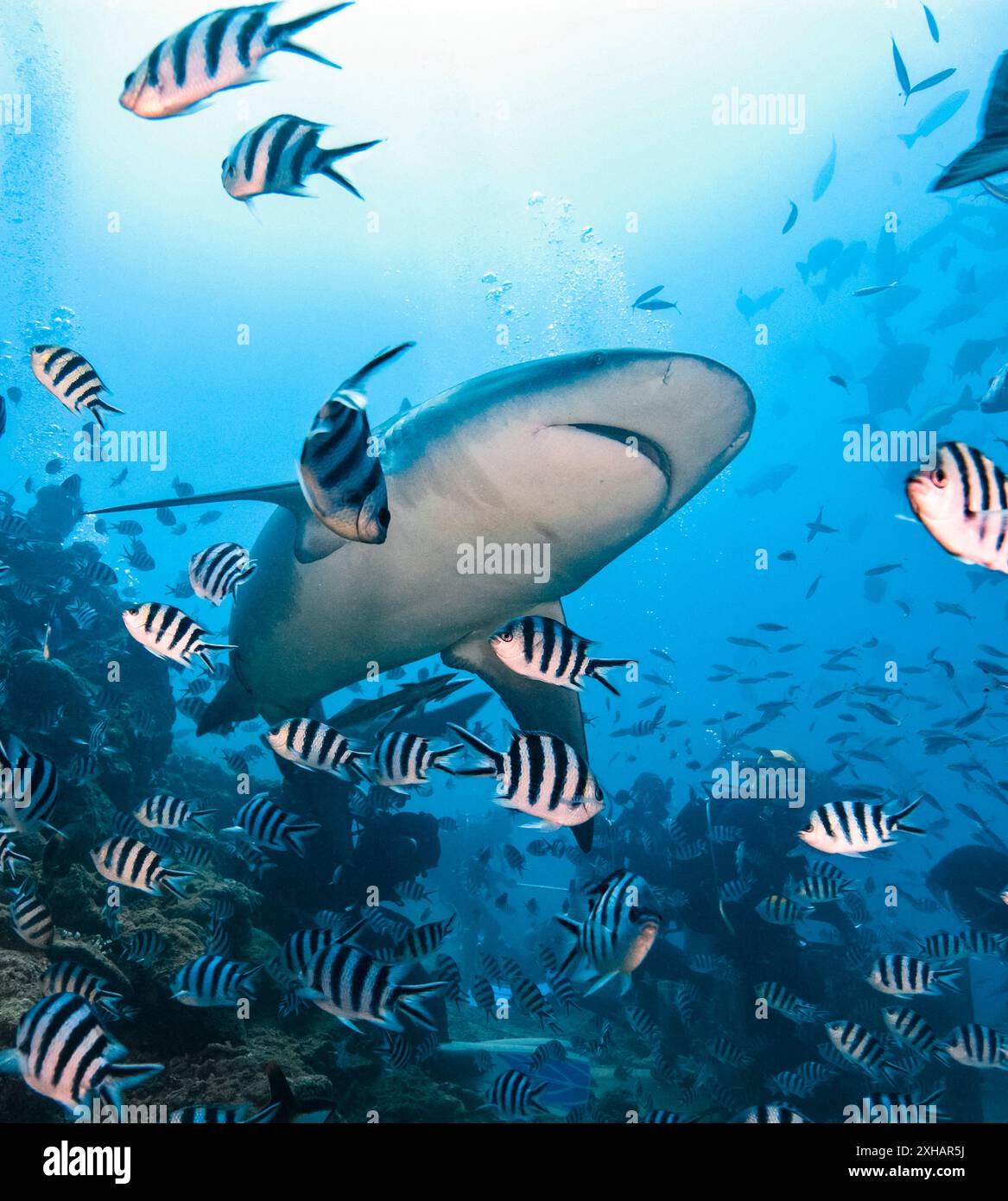 Requin taureau, Carcharhinus leucas, lagune de Beqa, Fidji, océan Pacifique Sud Banque D'Images