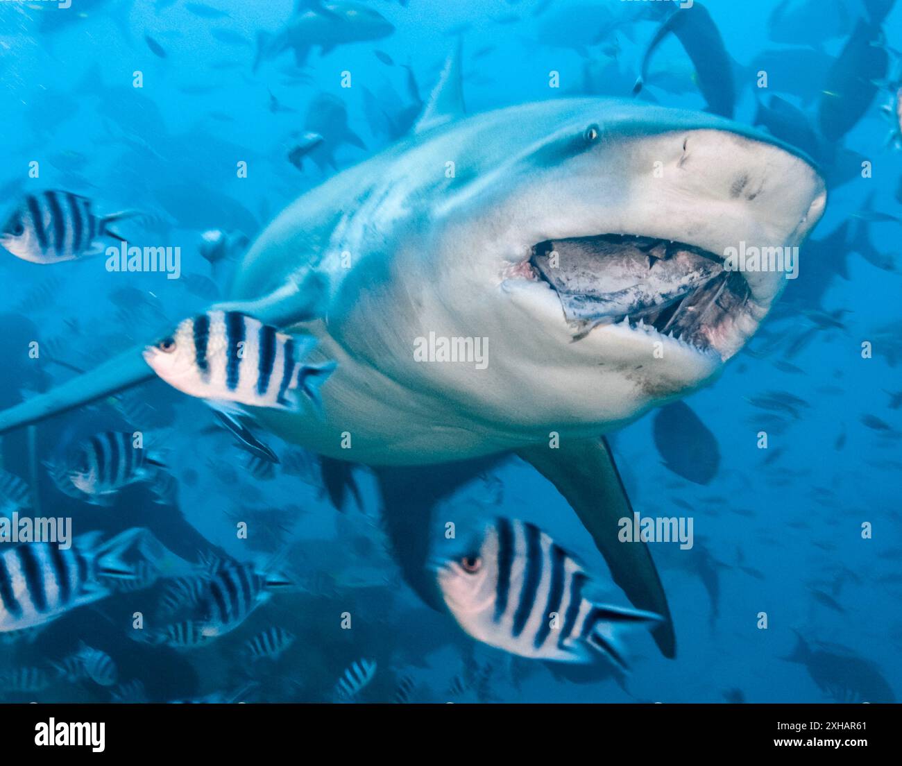 Requin taureau, Carcharhinus leucas, lagune de Beqa, Fidji, océan Pacifique Sud Banque D'Images