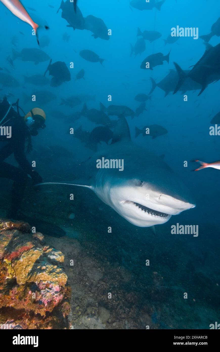 Requin taureau, Carcharhinus leucas, lagune de Beqa, Fidji, océan Pacifique Sud Banque D'Images