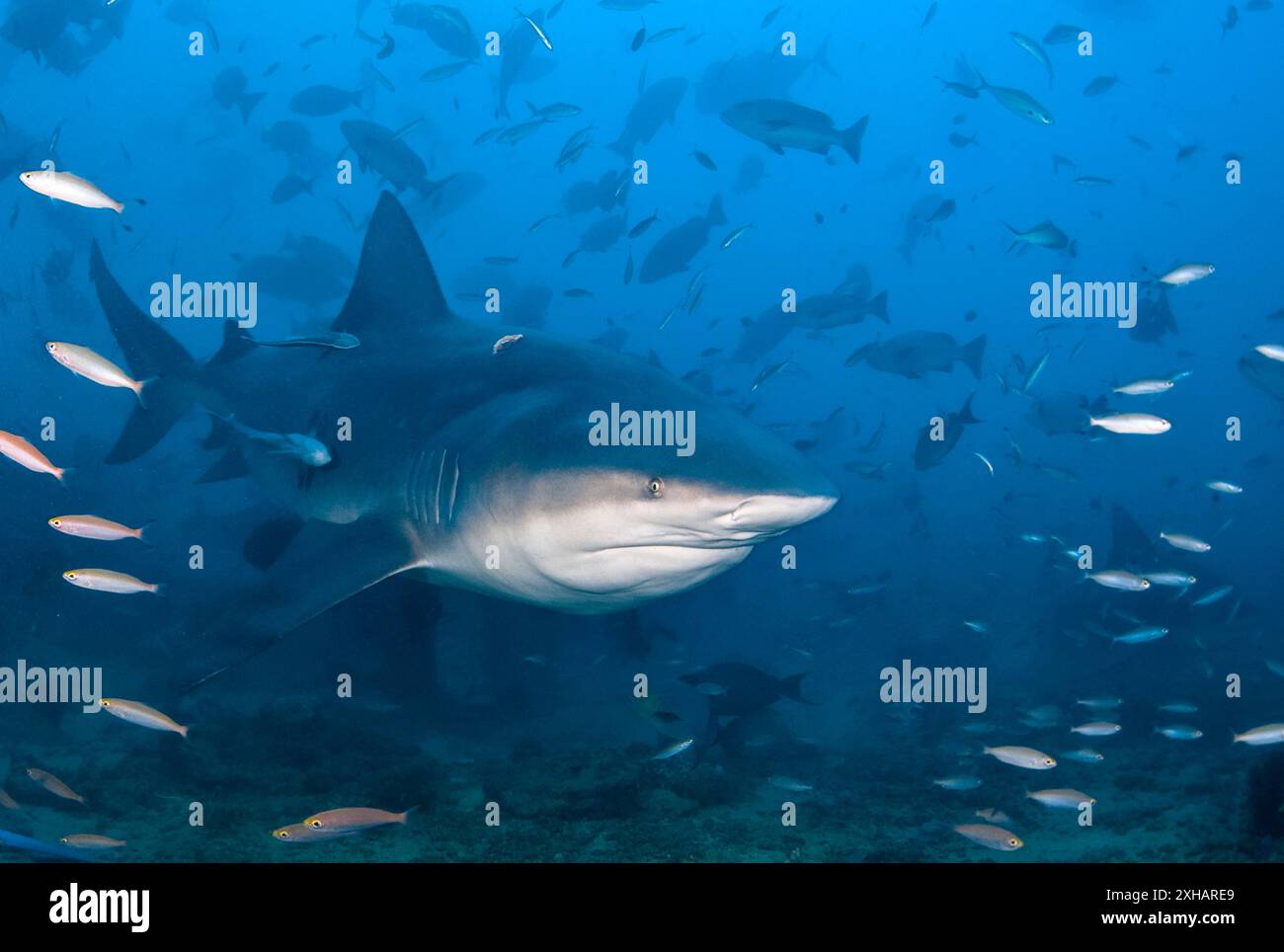 Requin taureau, Carcharhinus leucas, lagune de Beqa, Fidji, océan Pacifique Sud Banque D'Images