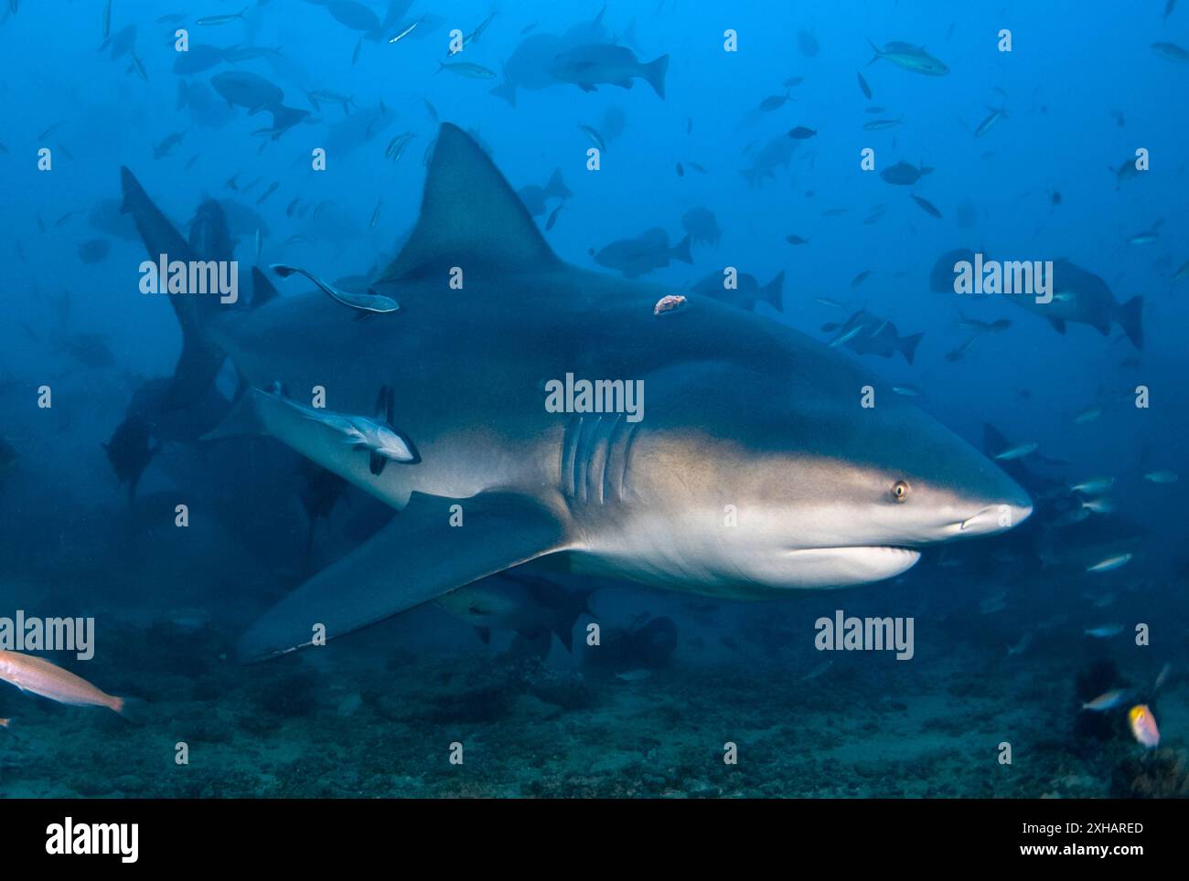 Requin taureau, Carcharhinus leucas, lagune de Beqa, Fidji, océan Pacifique Sud Banque D'Images