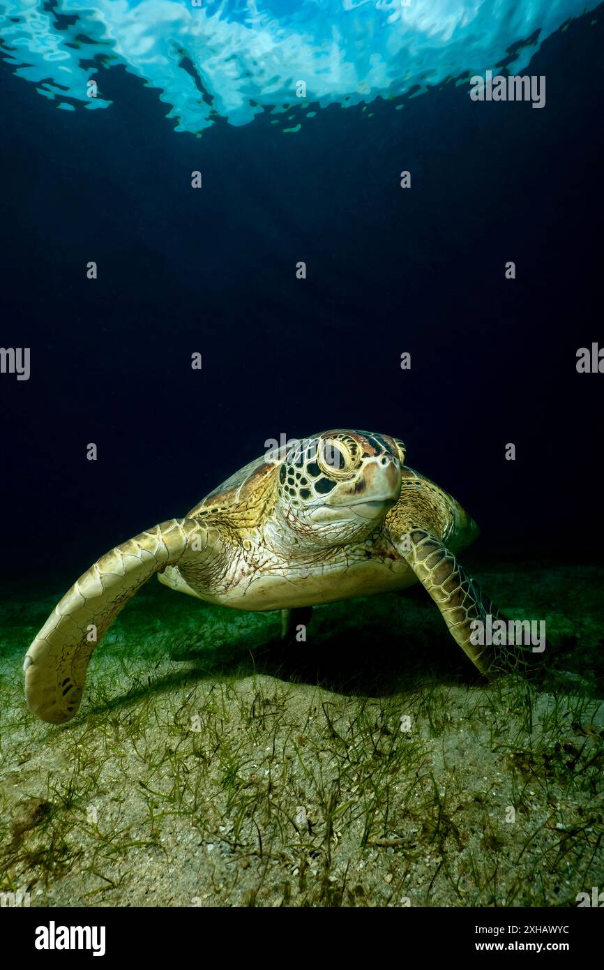 La vie ont le récif de mayotte lagon Océan Indien tortue verte ngouja Banque D'Images