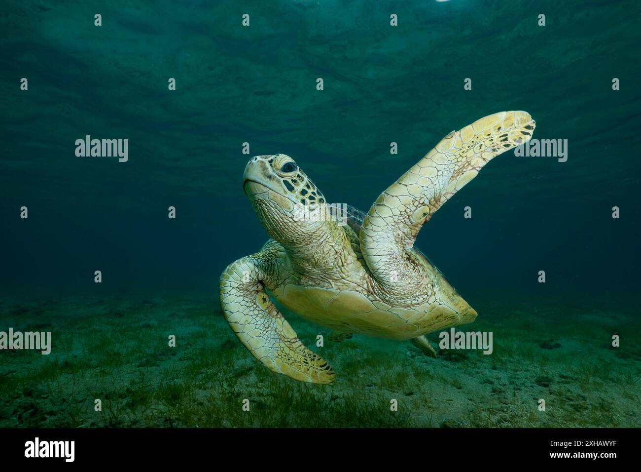 La vie ont le récif de mayotte lagon Océan Indien tortue verte ngouja Banque D'Images