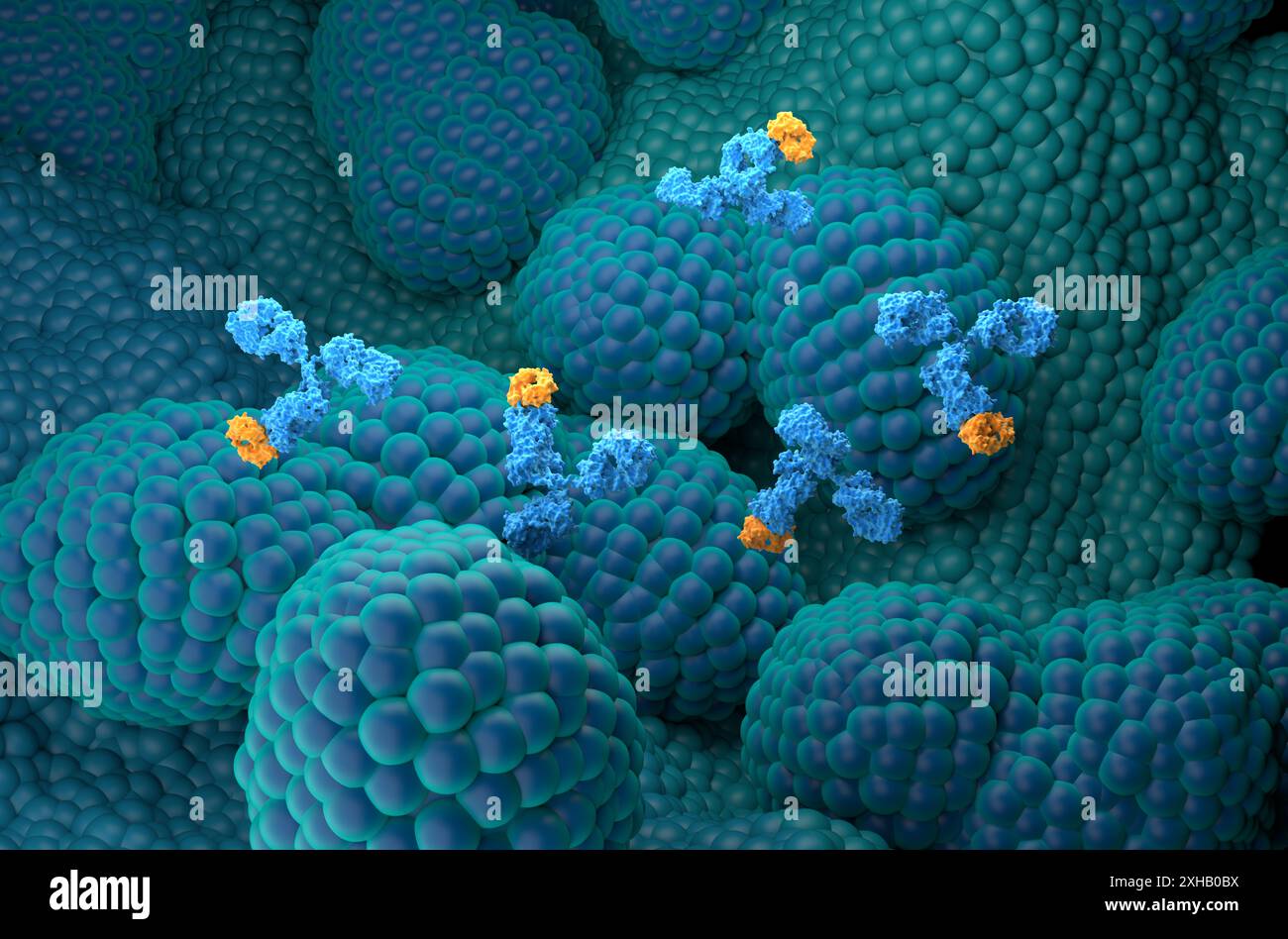 Traitement par anticorps monoclonaux dans le cancer de la prostate - vue isométrique illustration 3D. Banque D'Images