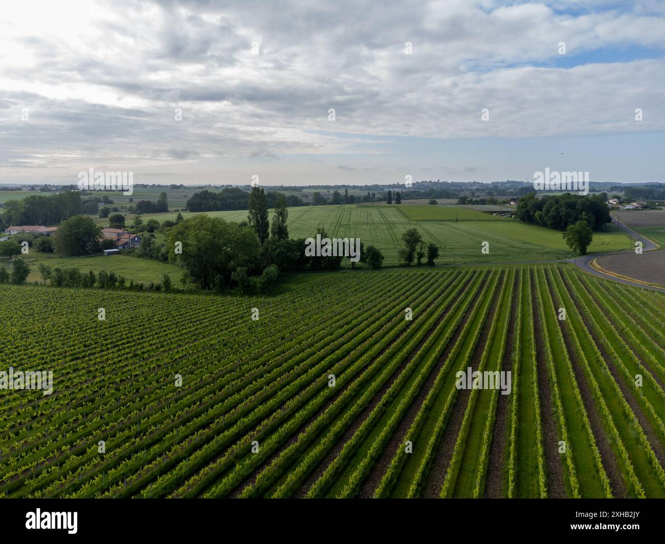 Été sur les vignobles de la région des vins blancs de Cognac, Charente, raisin blanc ugni blanc utilisations pour la distillation des spiritueux forts de Cognac et la vinification, France, Banque D'Images