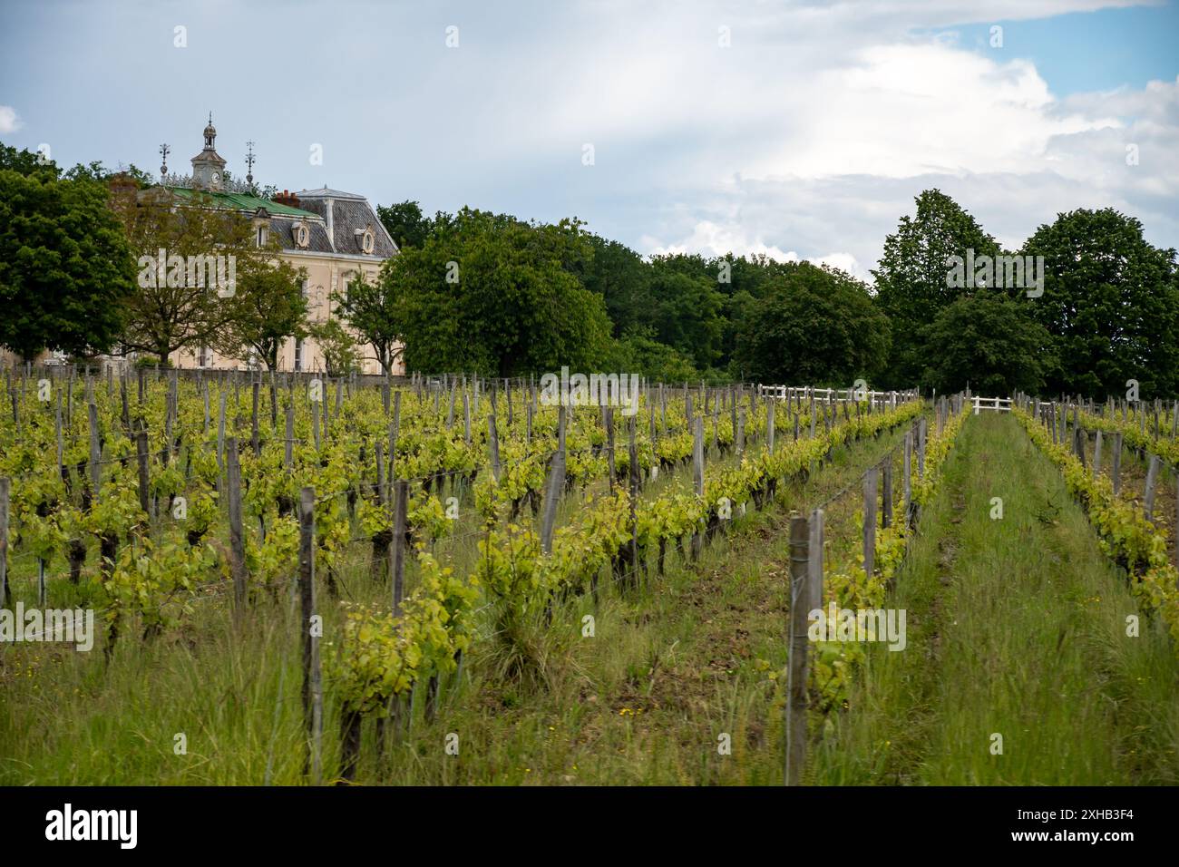 Été sur les vignobles de la région des vins blancs de Cognac, Charente, raisin blanc ugni blanc utilisations pour la distillation des spiritueux forts de Cognac et la vinification, France, Banque D'Images