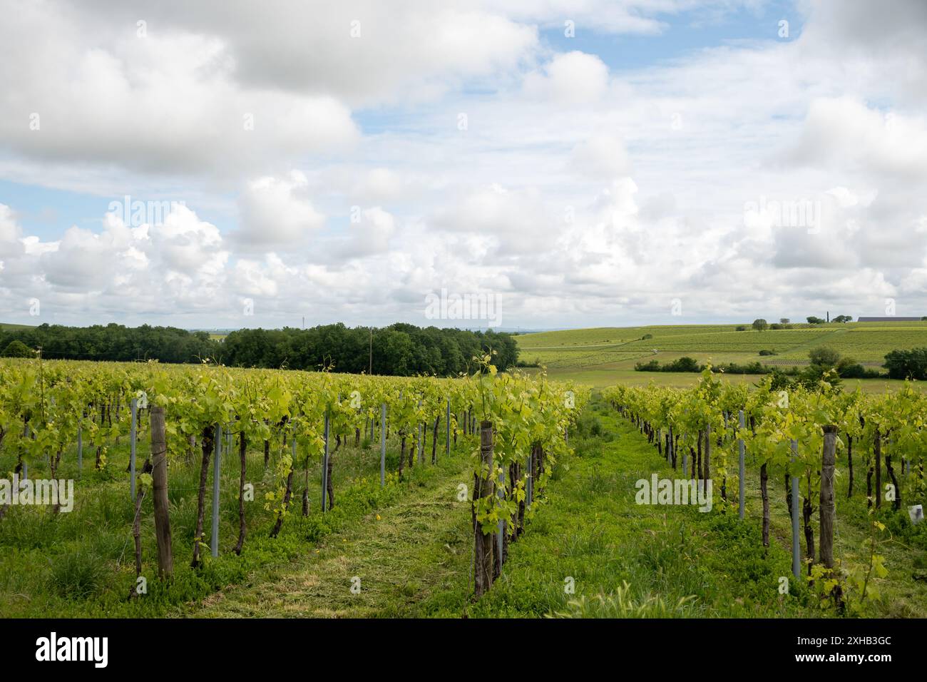 Été sur les vignobles de la région des vins blancs de Cognac, Charente, raisin blanc ugni blanc utilisations pour la distillation des spiritueux forts de Cognac et la vinification, France, Banque D'Images