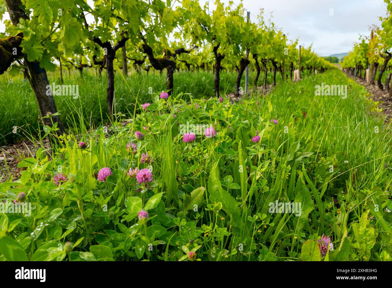 Été sur les vignobles de la région des vins blancs de Cognac, Charente, raisin blanc ugni blanc utilisations pour la distillation des spiritueux forts de Cognac et la vinification, France, Banque D'Images