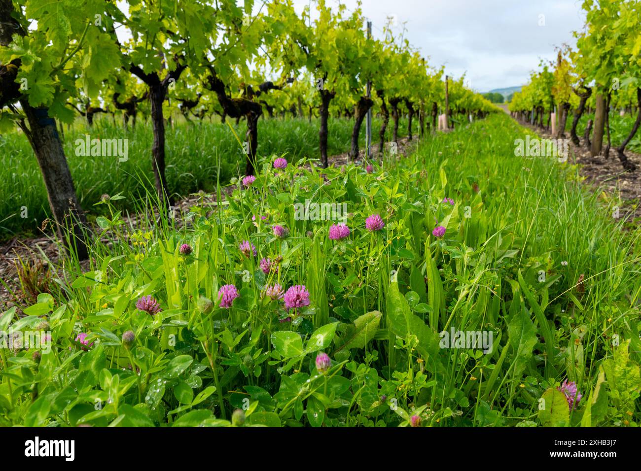 Été sur les vignobles de la région des vins blancs de Cognac, Charente, raisin blanc ugni blanc utilisations pour la distillation des spiritueux forts de Cognac et la vinification, France, Banque D'Images