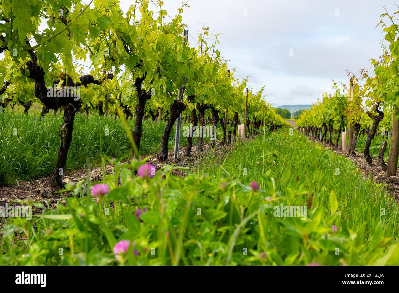 Été sur les vignobles de la région des vins blancs de Cognac, Charente, raisin blanc ugni blanc utilisations pour la distillation des spiritueux forts de Cognac et la vinification, France, Banque D'Images