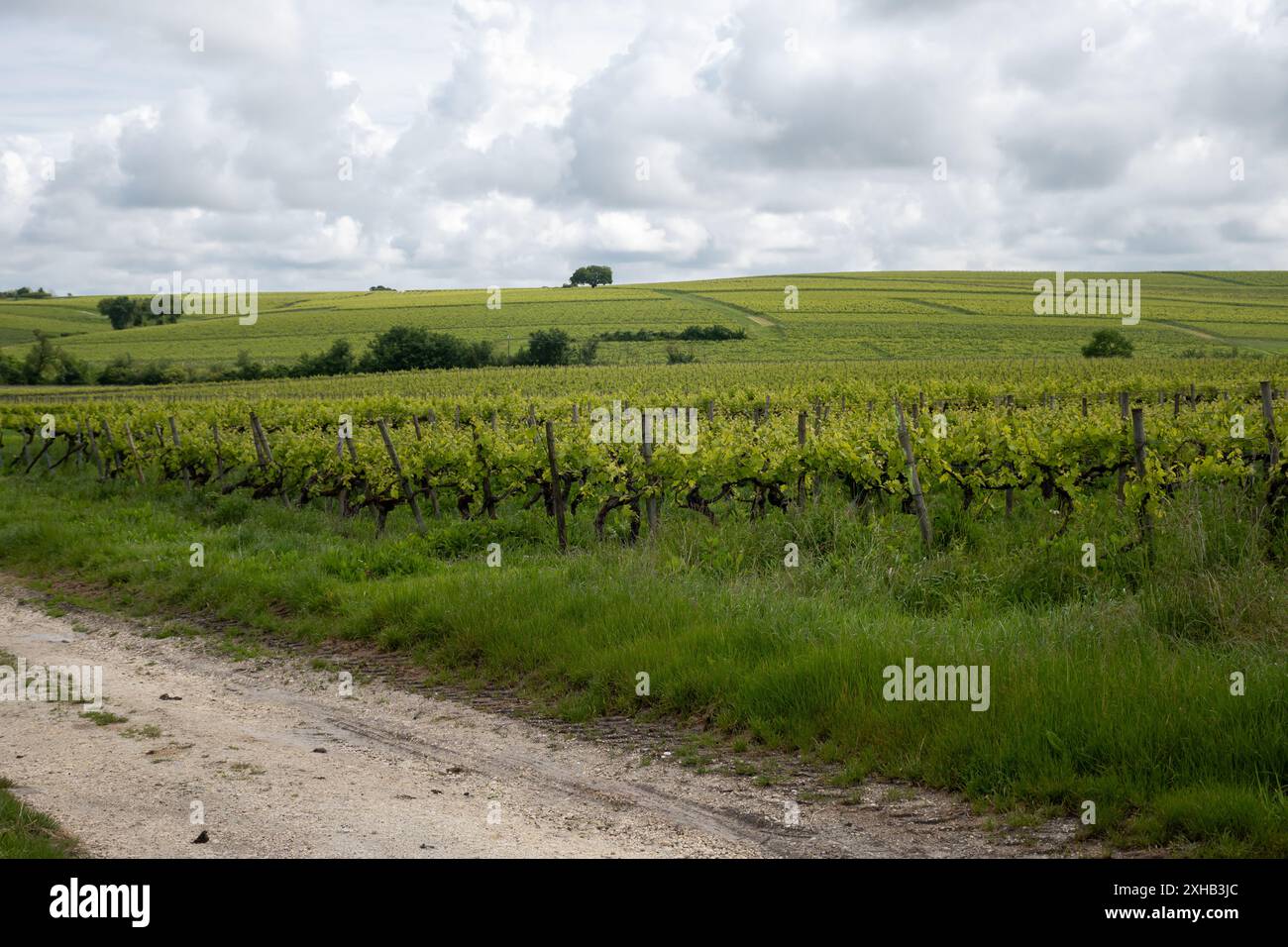 Été sur les vignobles de la région des vins blancs de Cognac, Charente, raisin blanc ugni blanc utilisations pour la distillation des spiritueux forts de Cognac et la vinification, France, Banque D'Images
